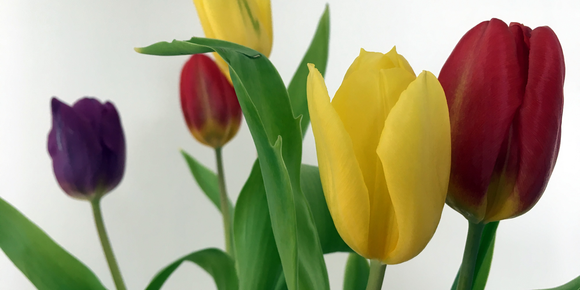 Image: tulips